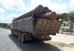 Vụ bắt gỗ lậu tại Đắk Lắk: Thông tin bất ngờ từ Cục Kiểm lâm