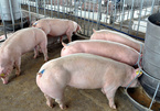 Thịt lợn bật tăng, chạm mốc 40.000 đồng/kg