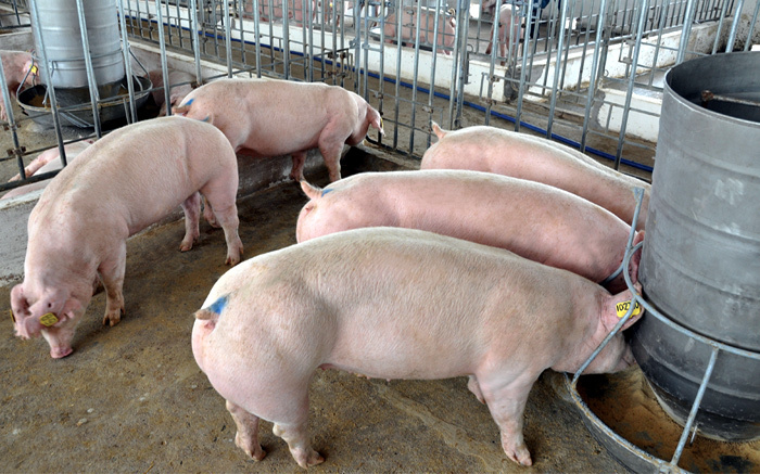 Thịt lợn bật tăng, chạm mốc 40.000 đồng/kg