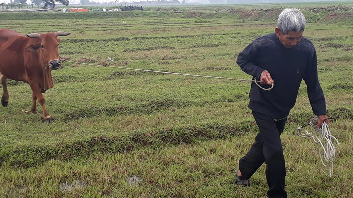 Thanh Hóa trâu bò phải đóng phí cỏ: Hàng loạt cán bộ xã bị phê bình