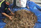 Bắt giữ 7 tấn vảy tê tê trị giá 60 tỷ 'quá cảnh' tại Việt Nam