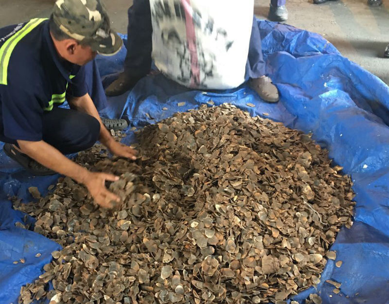 Bắt giữ 7 tấn vảy tê tê trị giá 60 tỷ 'quá cảnh' tại Việt Nam
