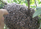 Hai vợ chồng bị đàn ong mật đốt gần 400 mũi