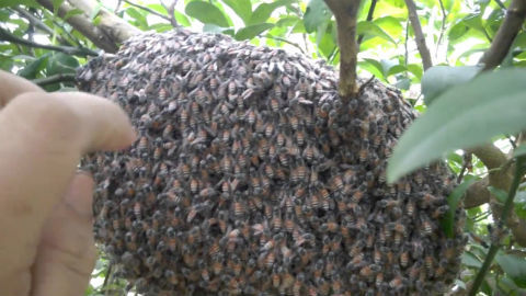 Hai vợ chồng bị đàn ong mật đốt gần 400 mũi