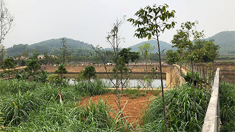 Sau ‘cung điện công chúa’, Ba Vì làm rõ tin 1 thứ trưởng ‘gom’ đất lâm trường