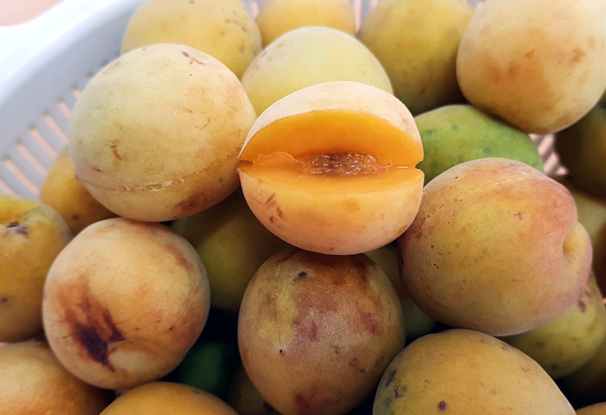 mơ vàng,mơ chùa Hương,mơ ngâm,quả mơ,nước mơ