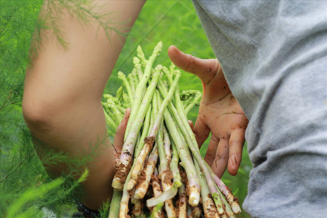 Bỏ công ty riêng về trồng măng tây, thu đều 2 tỷ vào túi Bỏ công ty riêng về trồng măng tây, thu đều 2 tỷ vào túi