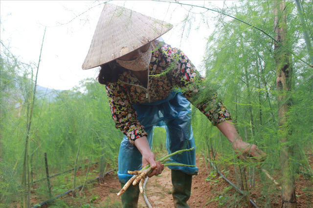 Bỏ công ty riêng về trồng măng tây, thu đều 2 tỷ vào túi Bỏ công ty riêng về trồng măng tây, thu đều 2 tỷ vào túi