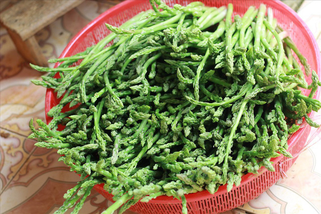 Bỏ công ty riêng về trồng măng tây, thu đều 2 tỷ vào túi Bỏ công ty riêng về trồng măng tây, thu đều 2 tỷ vào túi