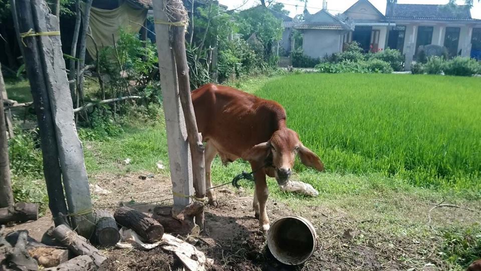 Bò chính sách lạc nhà quan xã: Đề nghị kỉ luật nhiều lãnh đạo