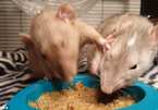 Xem hai con chuột giành nhau thức ăn như trẻ con
