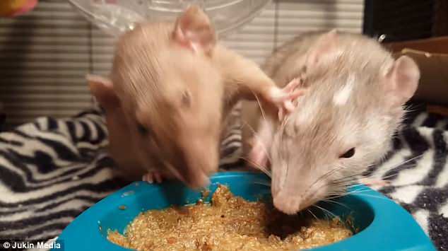 Xem hai con chuột giành nhau thức ăn như trẻ con