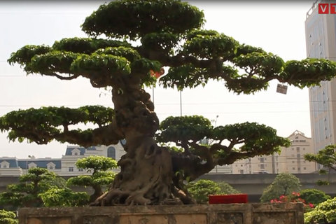 Chiêm ngưỡng bộ đôi cây sanh cổ trăm năm, giá chục tỷ đồng ở Hà Nội