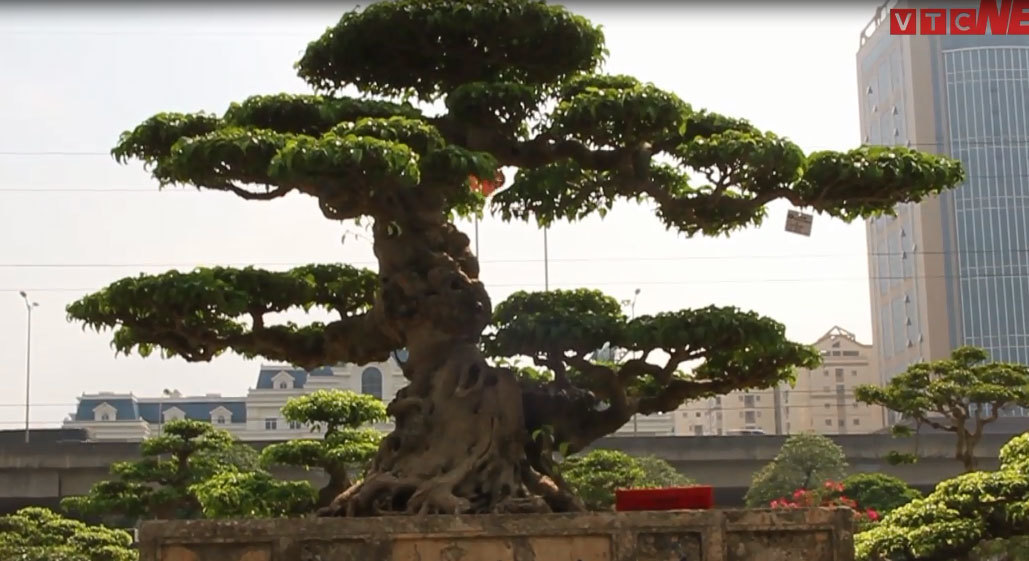 Chiêm ngưỡng bộ đôi cây sanh cổ trăm năm, giá chục tỷ đồng ở Hà Nội