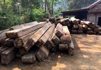Cách chức trạm trưởng kiểm lâm vụ phá rừng quy mô lớn
