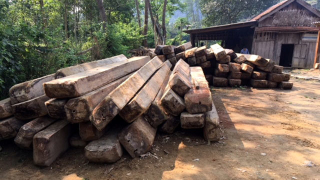Cách chức trạm trưởng kiểm lâm vụ phá rừng quy mô lớn