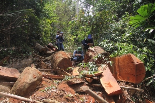 Hàng loạt cán bộ kiểm lâm đột ngột xin nghỉ việc