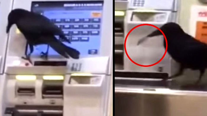 Video quạ ranh mãnh cướp thẻ tín dụng để 'mua vé tàu' gây sốt