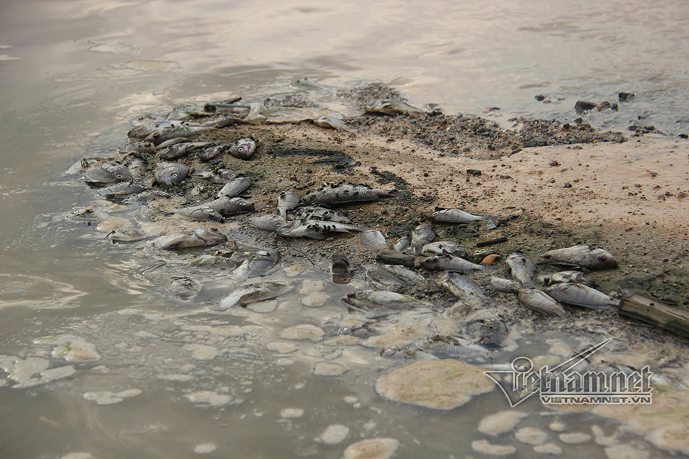 Cá chết hàng loạt, ruồi nhặng bâu kín bốc mùi giữa TP Hạ Long
