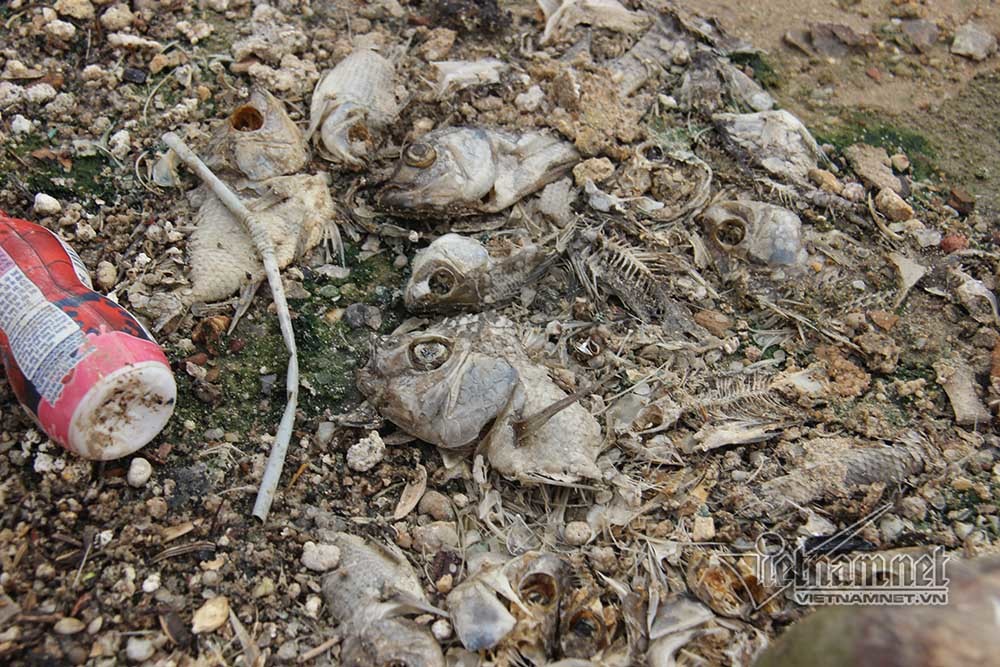 Cá chết hàng loạt, ruồi nhặng bâu kín bốc mùi giữa TP Hạ Long