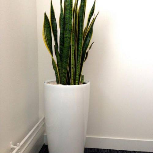 Cây lưỡi hổ - Ảnh 3