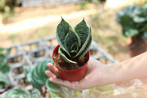 Cây lưỡi hổ - Ảnh 4