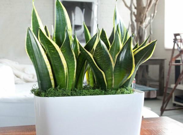 Cây lưỡi hổ - Ảnh 5