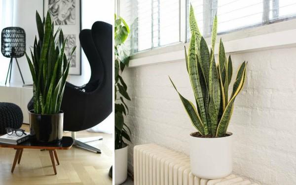 Cây lưỡi hổ - Ảnh 6