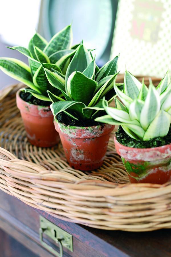 Cây lưỡi hổ - Ảnh 7