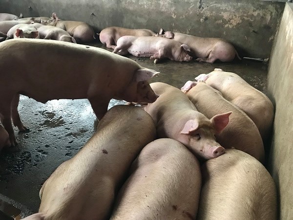 Bơm từ 2 đến 4 lít nước vào mỗi con heo để tăng trọng lượng rồi đem bán
