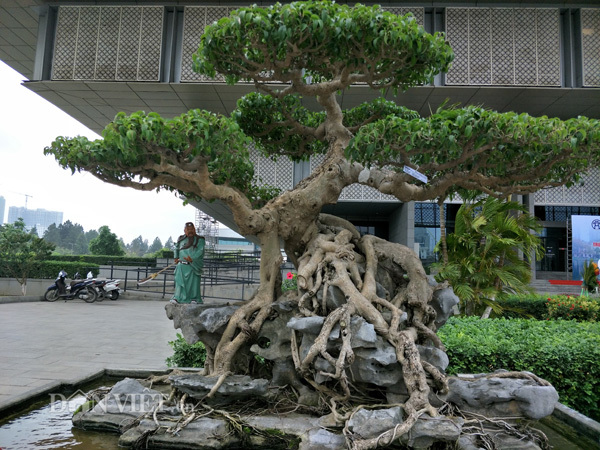 Dân chơi cây Thủ đô bất ngờ với tuyệt tác kiểng 'long cuốn thủy'