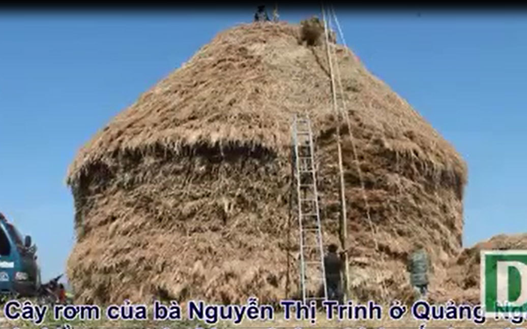 Độc đáo cây rơm