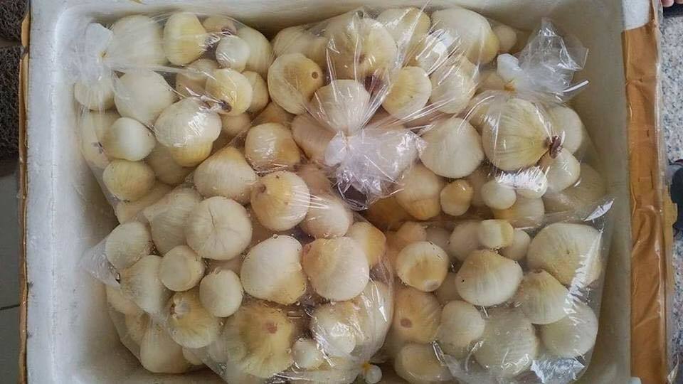 Mộng dừa trắng muốt, hàng lạ miền Tây hút khách Hà thành