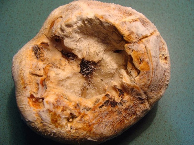 Bí ẩn loài nấm đắt như vàng ròng trên đỉnh Hoàng Liên Sơn