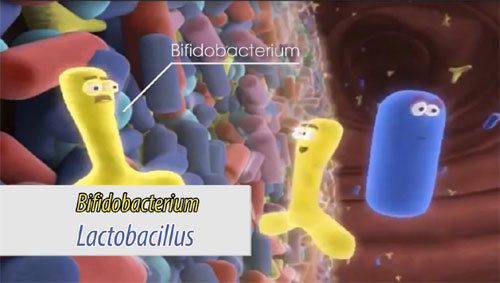 Lợi khuẩn Bifido - ‘trợ thủ’ cho người viêm đại tràng