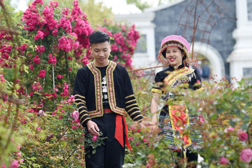 Thiên đường hoa hồng dưới chân núi Fansipan