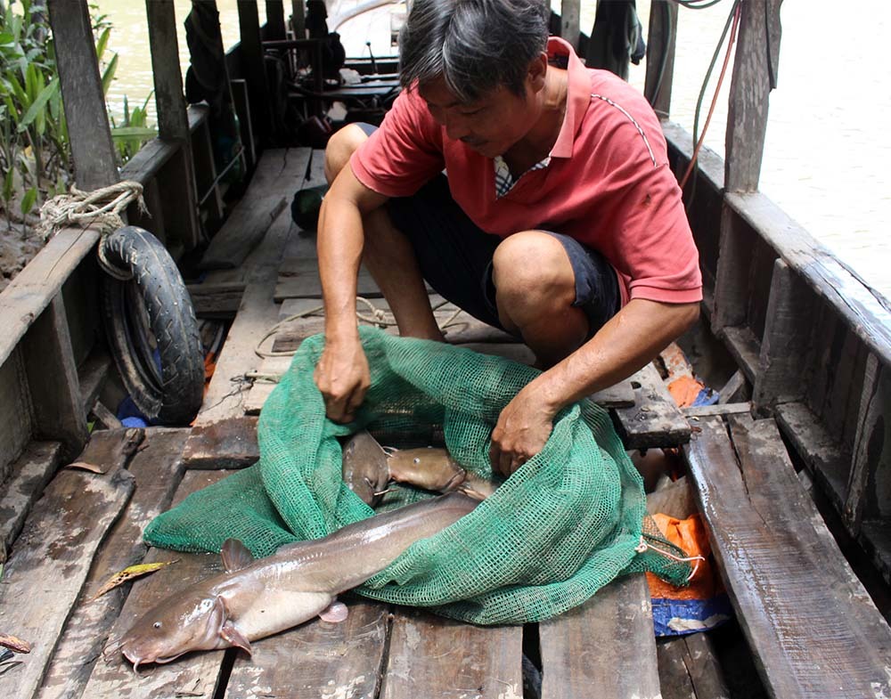 'Quái ngư' miền Tây, liều mình săn cá độc 'đau thấu trời xanh'