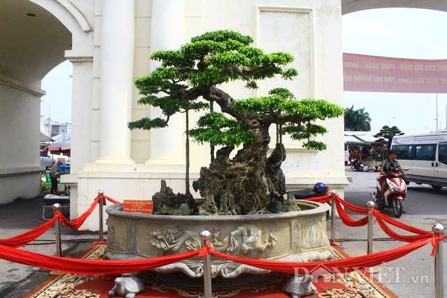 Siêu cây dáng 'độc long kim cương' đẹp ngây ngất giá triệu đô