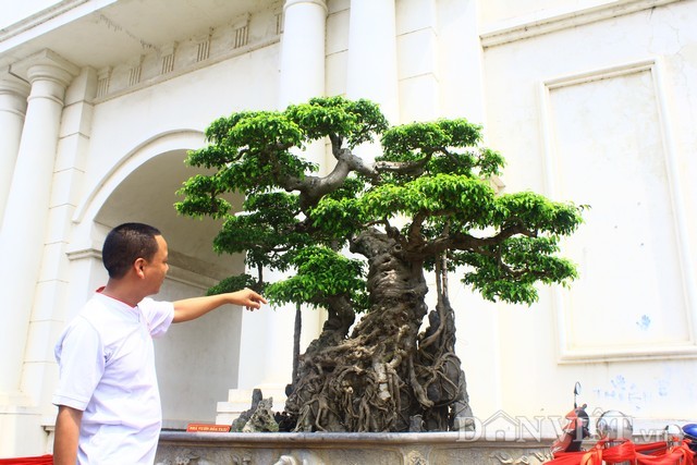 cây cảnh,siêu cây,chơi cây