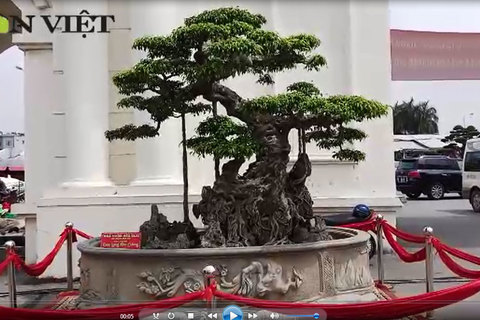 Siêu cây dáng