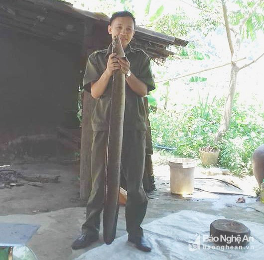 cá chình,cá khủng,thủy quái