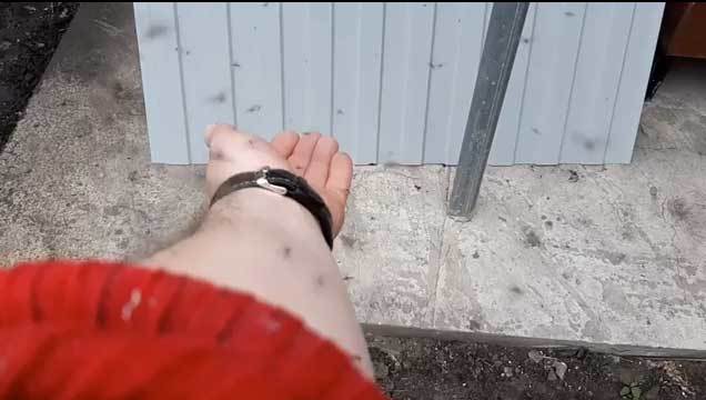 Muỗi khủng bố Nga