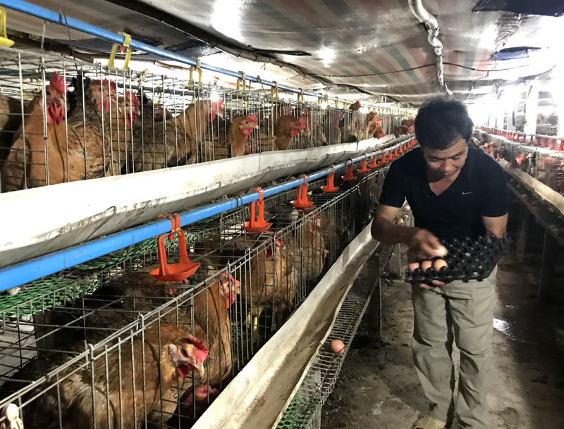 Độc chiêu hiếm có Việt Nam, lão nông thu lãi 1,5 tỷ/tháng
