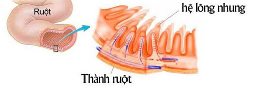 Thót tim với vườn trẻ trên sân thượng