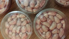 Thần dược 'kê chim': Dân Hà thành không tiếc tiền tẩm bổ Thần dược 'kê chim': Dân Hà thành không tiếc tiền tẩm bổ