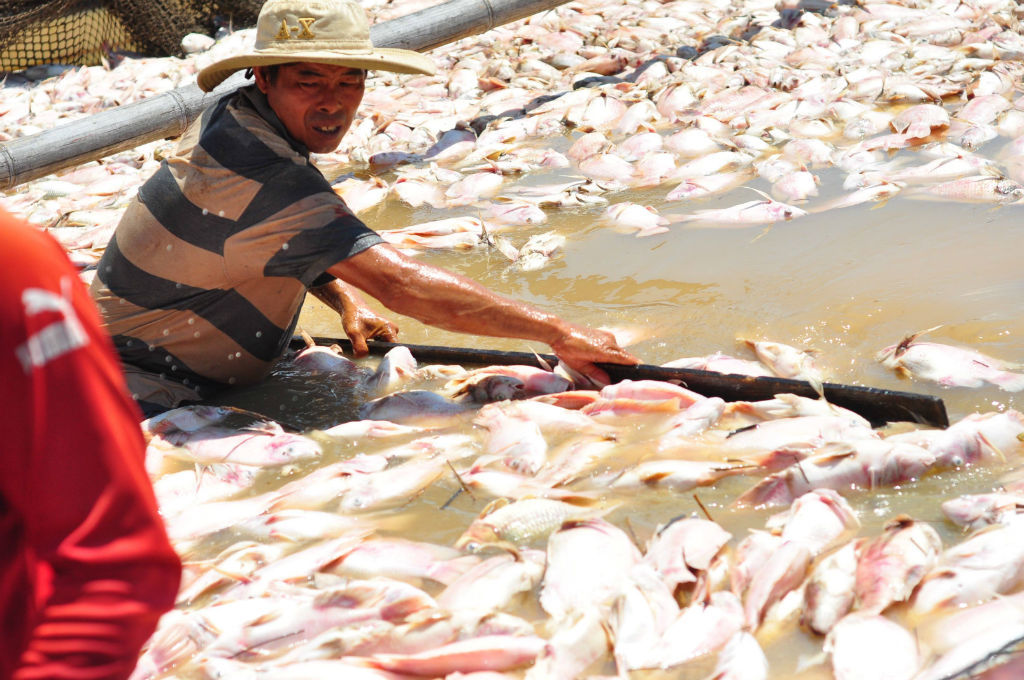 Hàng trăm tấn cá chết trắng sông, dân vớt không kịp