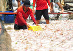 Hé lộ nguyên nhân 1.500 tấn cá chết trắng sông ở Đồng Nai