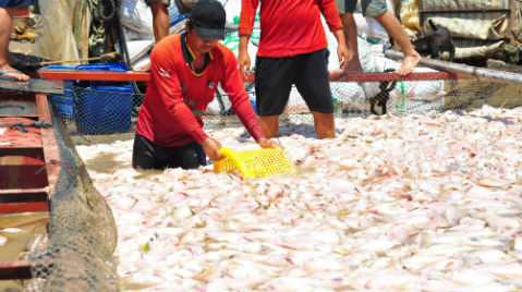 Hé lộ nguyên nhân 1.500 tấn cá chết trắng sông ở Đồng Nai