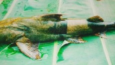Những người nuôi 'thủy quái' trên sông Gâm Những người nuôi 'thủy quái' trên sông Gâm
