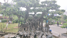 Sanh kiểng 'phúc lộc thọ trường' giá chục tỷ chủ mới cho xuất vườn Sanh kiểng 'phúc lộc thọ trường' giá chục tỷ chủ mới cho xuất vườn